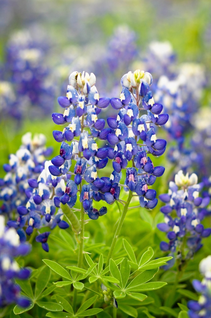 TEXAS Douglass King Seeds